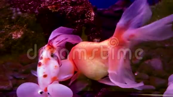水族馆里的泡泡眼鱼或水眼视频的预览图