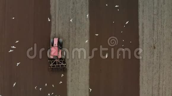 红拖拉机用深褐色的土壤耕种农田车后飞起许多白鸟视频的预览图
