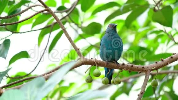 一只亚洲仙女蓝鸟坐在森林里的树枝上叶子是绿色的视频的预览图