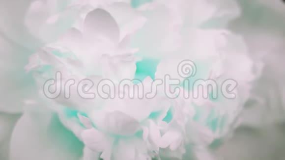 美丽的白色牡丹背景盛开的牡丹花开放时光流逝特写婚礼背景情人节视频的预览图