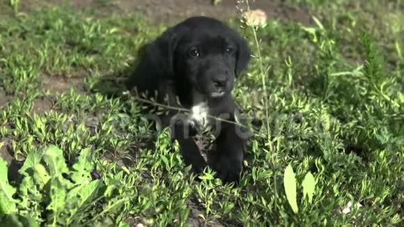 小狗躺在草地上慢悠悠地摇着尾巴视频的预览图