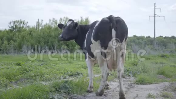 大健康的奶牛站在田野上在乡下吃牛奶前的草视频的预览图