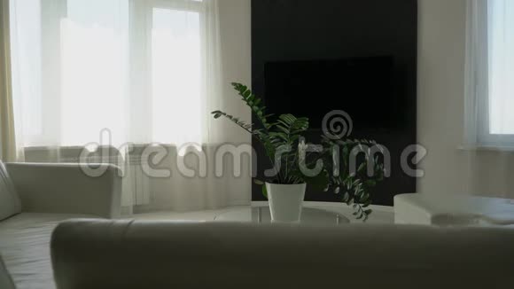 现代极简主义室内设计房间中间的桌子上有一株植物视频的预览图