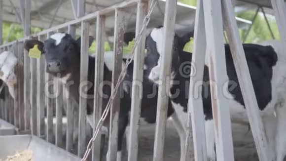 户外奶场上健康的年轻奶牛他们的标签等待着春天的喂养视频的预览图