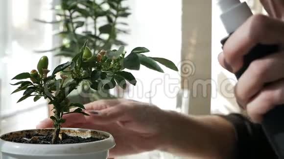 一个微笑的女人在窗户附近喷洒一个盆栽视频的预览图