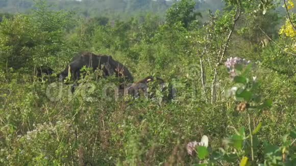 大象们站在阳光明媚的草地后面视频的预览图