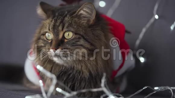 一只打扮成圣诞老人的小毛猫的肖像贴在圣诞花环的背景上圣诞节象征视频的预览图