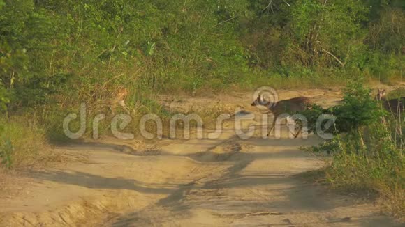 在绿林之间穿过棕色的地面道路视频的预览图