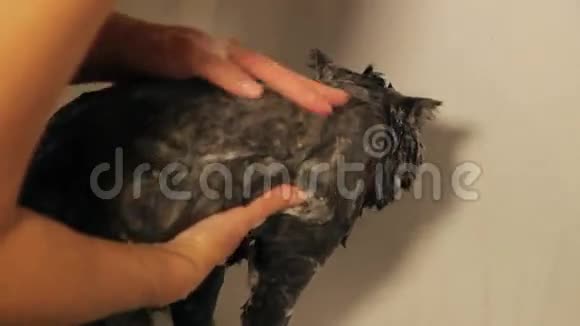 洗澡管里有可爱的猫低角度视频的预览图