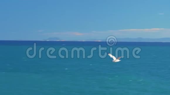 海鸥在海面上空的蓝天上飞翔特写录像视频的预览图