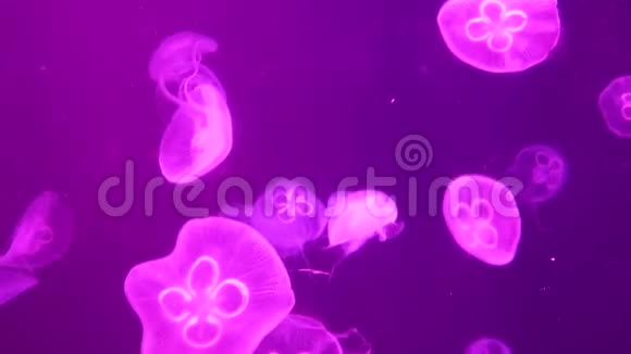 许多水母在红色背景下以粉红色游泳视频的预览图