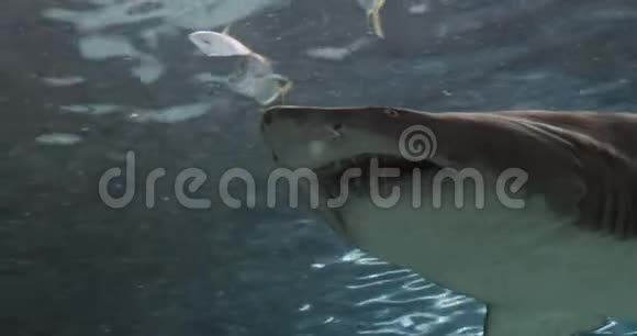 灰色护士鲨鱼破烂牙齿鲨鱼沙虎鲨的肖像视频的预览图