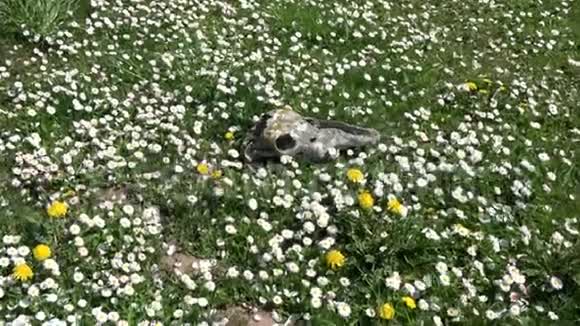 夏季草地上的老马头盖骨开花雏菊放大视频的预览图