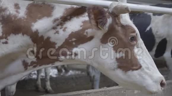 美丽的棕色和白色奶牛在农场特写农业产业农牧理念哺乳动物视频的预览图