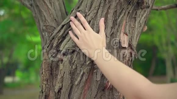 女性手抚摸纹理树干视频的预览图