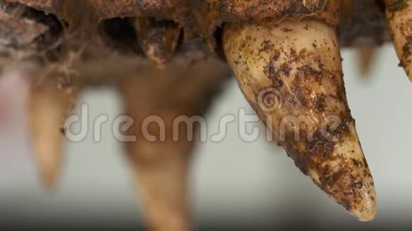 哥伦比亚鳄鱼的下巴头骨视频的预览图
