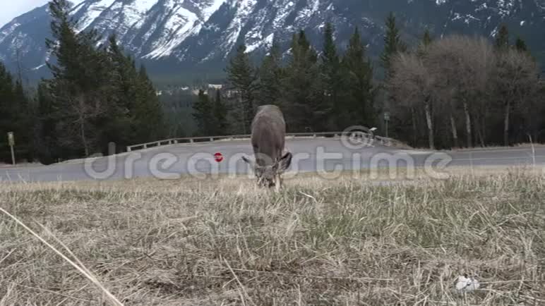落基山脉中的一只骡子鹿视频的预览图