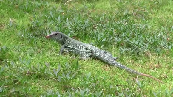 草地上的绿色蜥蜴安圭拉银行阿米瓦视频的预览图
