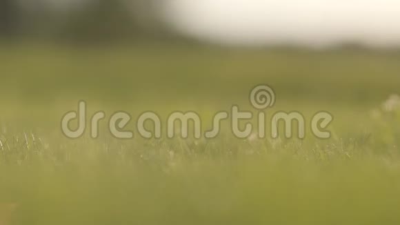 高尔夫球滚在绿草上的特写镜头男性手抓球图像模糊散焦夏季视频的预览图