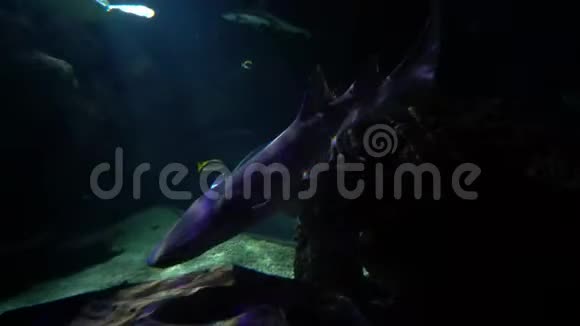 小鲨鱼与乌龟和鱼在水族馆游泳的万宝盆视频的预览图