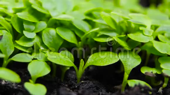 春季生长的植物在温室农业中萌发新生的蔬菜沙拉视频的预览图