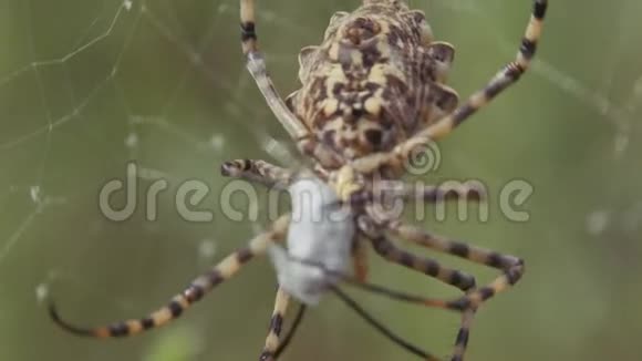 蜘蛛坐在网上克里米亚蜘蛛阿尔乔普龙贝特蜘蛛储存食物视频的预览图
