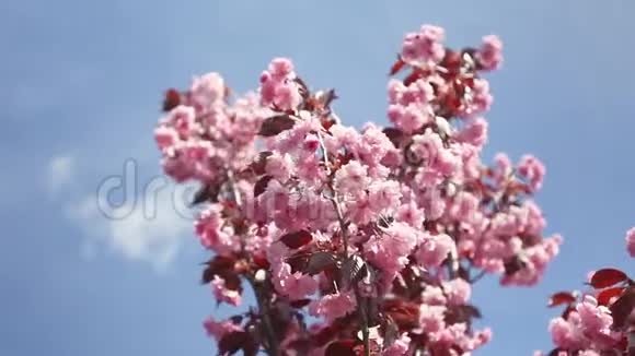 樱花在蓝天上随风摇曳视频的预览图