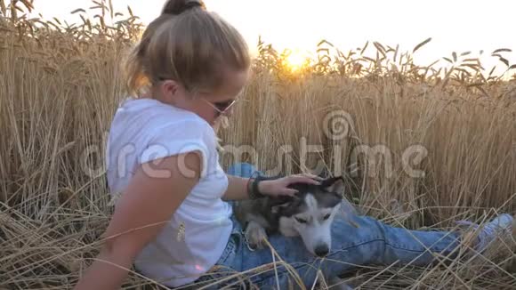 戴墨镜的年轻女孩坐在草地上金黄熟透的小穗中间日落时抚摸着她那只沙哑的狗视频的预览图
