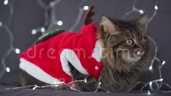 一只打扮成圣诞老人的小毛猫的肖像贴在圣诞花环的背景上圣诞节视频的预览图
