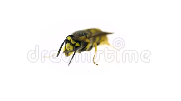 宏观视频美丽的黄蜂用她的爪子清洗自己视频的预览图