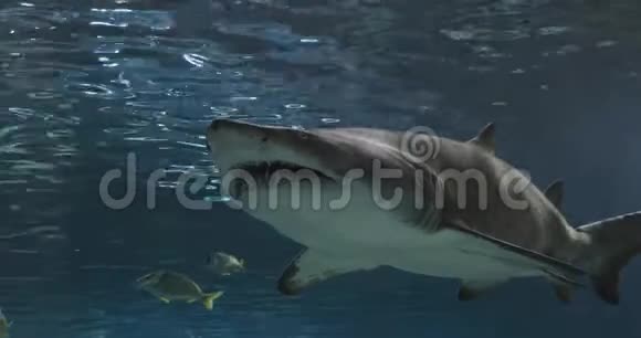 灰色护士鲨鱼肖像锯齿状鲨鱼沙虎鲨视频的预览图