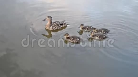 野鸭和小鸭子在游泳视频的预览图