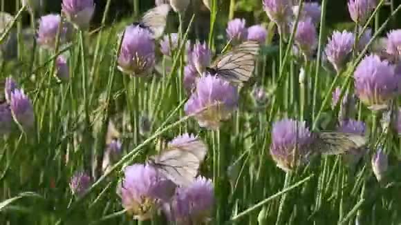 蝴蝶坐在公园里的紫花上黑脉白收集视频的预览图