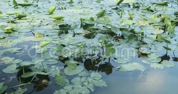 黄水莲叶黄素盛开的黄水莲日落时分在水中生长视频的预览图
