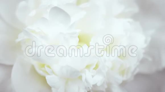 美丽的白色牡丹背景盛开的牡丹花开放时光流逝特写婚礼背景情人节视频的预览图