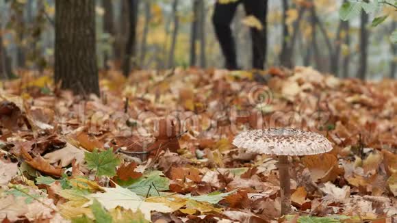 采蘑菇的人穿过秋天的森林寻找蘑菇麦角藻阳伞蘑菇视频的预览图