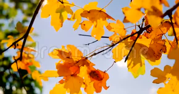 秋天的特写镜头阳光透过黄叶视频的预览图