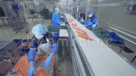 工厂工人在传送带上准备鱼片关闭视频的预览图