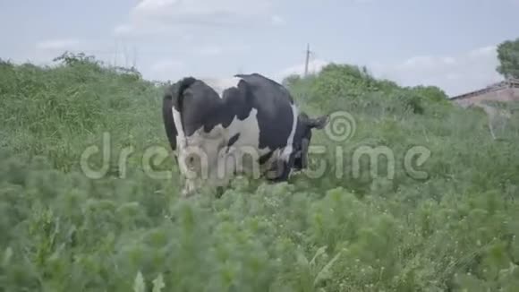 那头白黑牛在高高的绿草地上行走农业农业和畜牧业视频的预览图