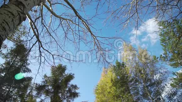蓝天与秋天的顶树视频的预览图