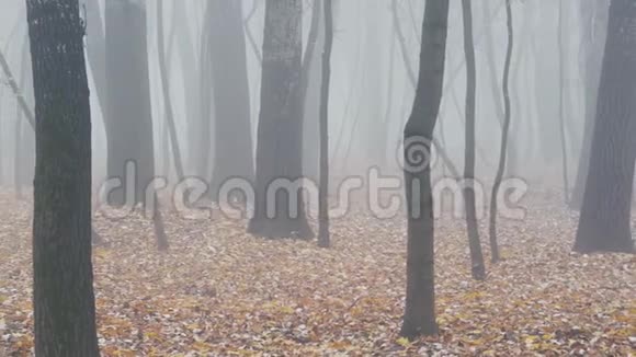 早上路过雾蒙蒙的森林强烈的秋雾秋天山毛榉林中的雾视频的预览图