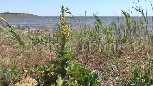 河口海岸的野草植被视频的预览图