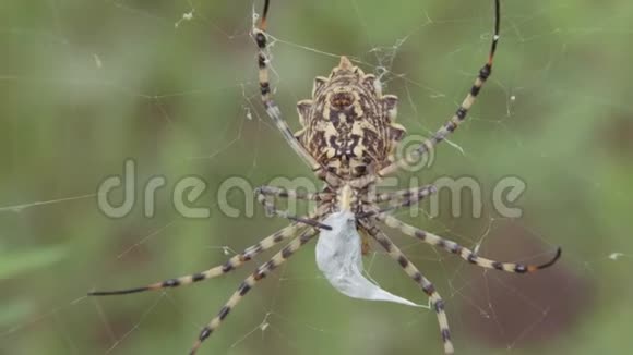 蜘蛛坐在网上克里米亚蜘蛛阿尔乔普龙贝特蜘蛛储存食物视频的预览图
