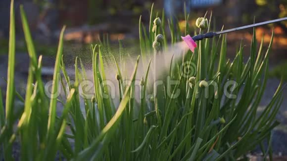 关闭喷水喷头喷出的绿色洋葱慢动作植物概念视频的预览图