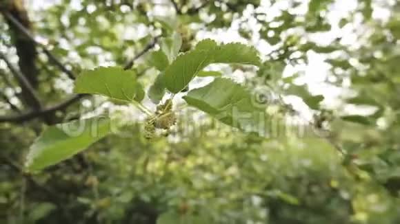 大自然中新鲜的未成熟桑葚挂在树枝上的有机桑葚视频的预览图