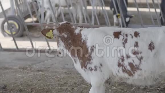 美丽的棕色和白色的奶牛在一个农场掉头农业产业农牧理念A视频的预览图