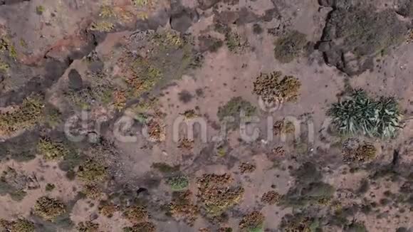 从火山悬崖上俯瞰有少量植物从火山中生长视频的预览图
