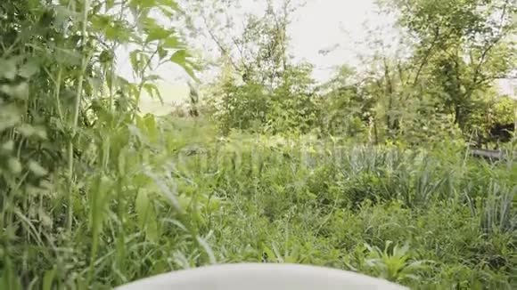 一桶新鲜多汁的草莓农村有机水果的收获视频的预览图