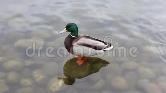 在水里的石头上鸭子视频的预览图