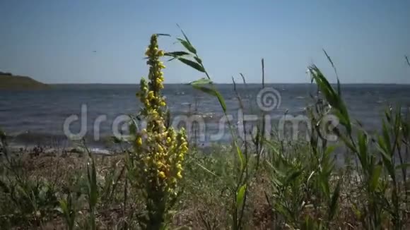 河口海岸的野草植被视频的预览图